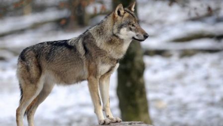 Le loup est indispensable au maintien des écosystèmes, sans nuire à l’Homme, loin de là !