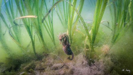 Les herbiers marins permettent le retour rapide de la biodiversité faunique