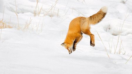 Les renards, champions de la plongée dans la neige : une adaptation remarquable